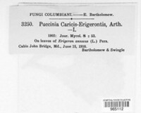 Puccinia caricis image